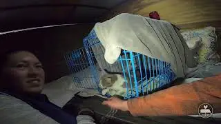 Strand Farm | Cats Ep 3 | Welcome Home