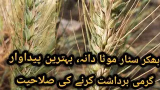 Field overview of bhakkar star wheat.bhakkar star gandam|best wheat @profitableagriculturefarming