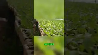 Expert Farming: Soil Prep, Seed Selection & Crop Success