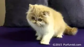 Cream-White Persian (CFA ELH) Male Kitten