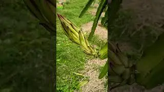 Morning with dragon flower #dragonflower  #youtubeshorts