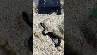 AODA | Mexican Black Kingsnake | #strike #short (14.02.24)
