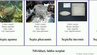 Nilvi&auml;iset, lahko seepiat japonica mollusca cuttlefish inermis pharaonis Sepiella Sepia lineolata