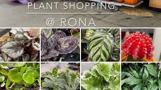 Plant shopping @ Rona