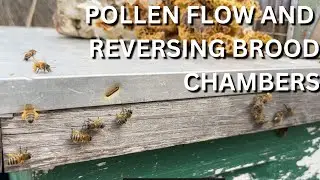 Pollen flow and reversing brood chambers