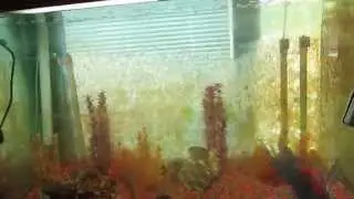 My fish room 2 and some of my house JonY3k