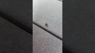 Acorn Weevil (cute little guy)