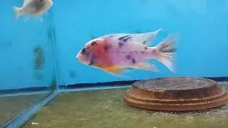 Fish gets broken jaw
