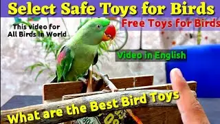 What are the best bird toys in english | Best Toys for parrots | Select safe toy for birds
