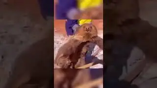 Viral Funniest lol #lol #viralvideo