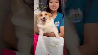 Happy Corgi 🥰🐶 Thank you Royal Canin💸💸 #fyp #fypシ #fyptiktok