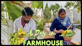Life at Farmhouse | గుడ్డు గాడికోసం వెతుకులాట | Banana Harvest | Sridevi | Farm to table |