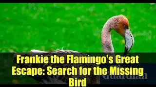 Frankie the Flamingo's Great Escape: Search for the Missing Bird