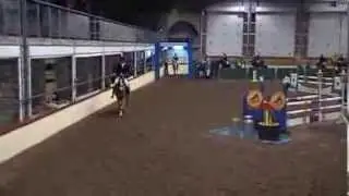 Sean Mulkern Irish Sport Horses,    Duke of Tell