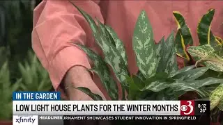 In the Garden: Low light house plants for the winter