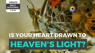 3-Minute Daily Devotional | Chasing the Light: The Moth&rsquo;s Lesson on Eternal Illumination