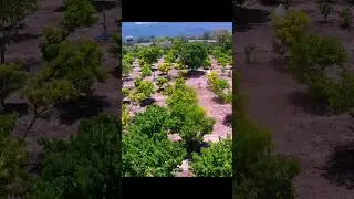 The Movement of the sun makes Shadows in an Orchard #timelapsevideos #timelapse #sun #shadows