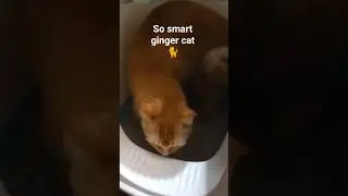 So smart ginger cat #shorts #shortsfeed #youtubeshorts #viralvideo #viral #cat #ytshorts #funny