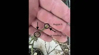 Genoa Lemon Tree infested with scale recovered! #citrus #gardening