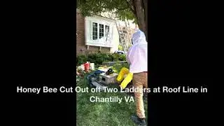 Honey Bee Cutout from Attic Hive | Exterior Access Removal &ndash; Chantilly, VA 🐝