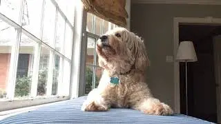Dog likes musical theatre