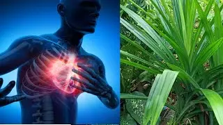 Heart health is maintained after consuming these leaves - benefits of pandan leaves for the heart