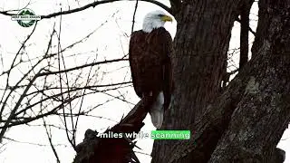 Eagle Facts Part 4 of 17 #baldeagle #eagle #vermont
