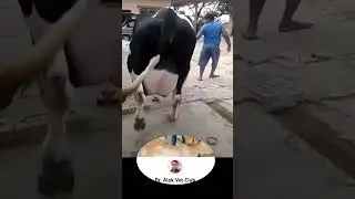 High milk yeilder HF cow 40 ltr #viral #shorts #trending #shortvideo #animals #vet  @DrAlokVetClub