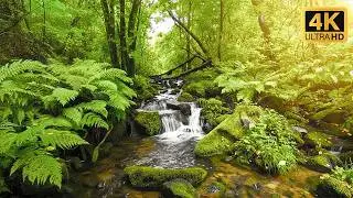 River Flowing Birds Chirping, Forest River Ambience to Help You Sleep Deeply and Feel at Peace