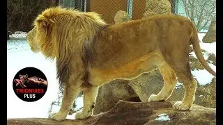 Leones gigantes &ndash; Leon gigante &ndash; El leon mas grande del mundo. LEON DEL ATLAS