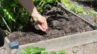 S31 Quoi faire au potager Début Aout