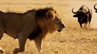 Predator vs Prey: A Lion Targets a Buffalo Herd