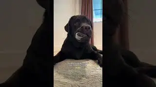This pups an Olympic champion 😂 #puppy #labradorretriever #labpuppy #dogvideos #olympics2024