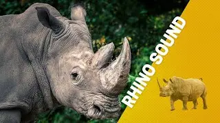 Rhino Walking in the forest sound effect