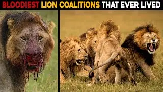 Most Powerful Lion Coalitions That Ever Lived