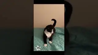 🐾🤣 Cute Pets Doing Dumb Things #funny #funnyanimals #cuteanimals #funnyvideos #pet #fyp #animals