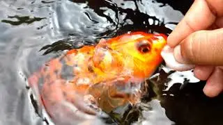 Fish Eating Noise Sound Effects - Pond Koi Eating Sound | Ornamental Pond Fish Feeding Sound