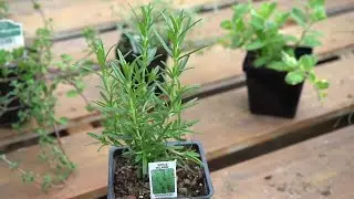 An easy herb garden to grow at home