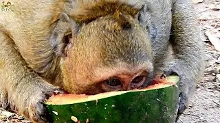 Primitive Eating - Eating delicious - Sweet Pea Eating Watermelon so fast