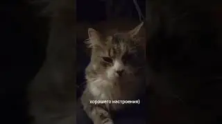 #cat #pets #music