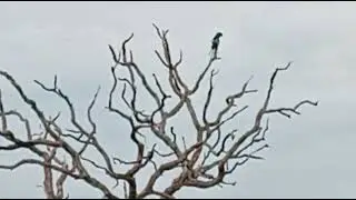 Pássaro feliz dia lindo na fazenda 