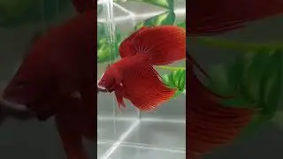 Veil tail super red betta&hearts;️