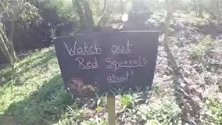 red squirrel -  RSPB -  Loch Leven Nature Reserve