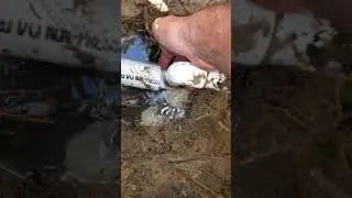 Main line water leak in front yard found by The Water Leak Detectors