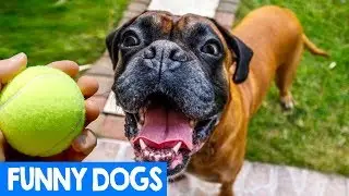 Best Funny Dog Videos Compilation 2018 | Cute Critters TV