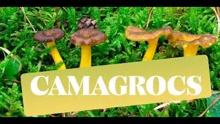 Setas 2025 /  Bolets  Festival de Camagrocs i algun rovell&oacute; 19 octubre de 2025 / mushrooms 2025