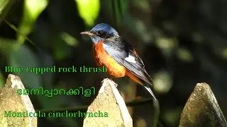Blue-capped rock thrush മേനിപ്പാറക്കിളി Monticola cinclorhyncha #thrush #birdsofkerala #birdsounds