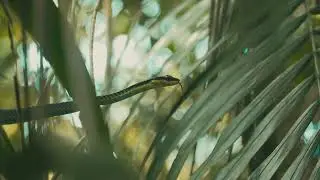 Bronzebacks Genus Dendrelaphis