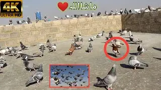 Fezan Bhai K 150 Desi Fighter Kabootar || Desi Kabootar || Gola Kabootar || Kabootar