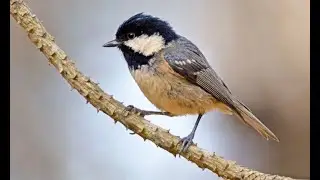 Coal tit 1h bird sound